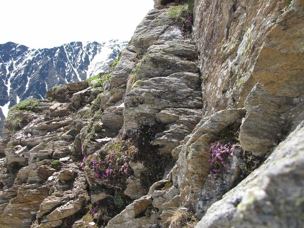 Saxifraga oppositifolia / Sassifraga a fg. opposte